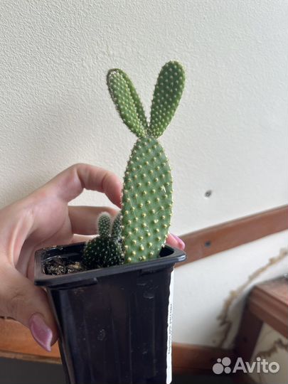 Цветы комнатные