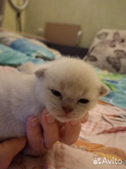 Бурманские лиловые котята с документами