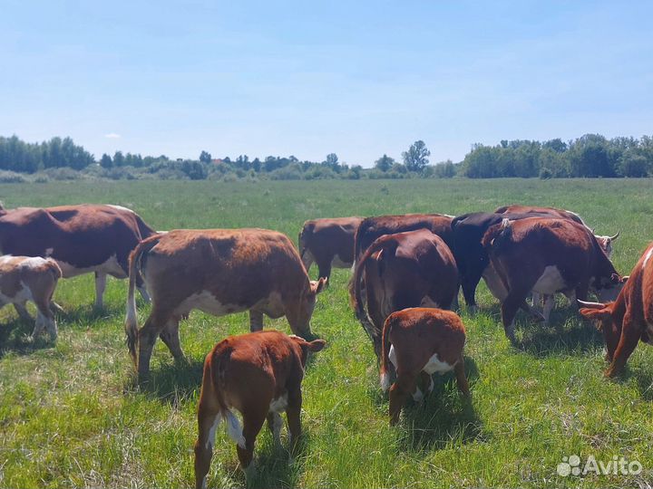 Коровы Герефорд, телята(стадо)