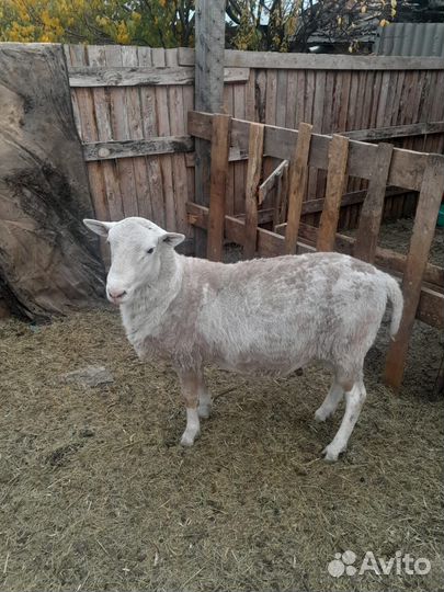 Катумский баран на племя