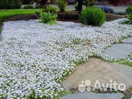 Почвопокровные многолетники