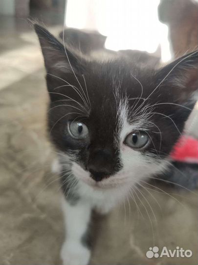 Кот