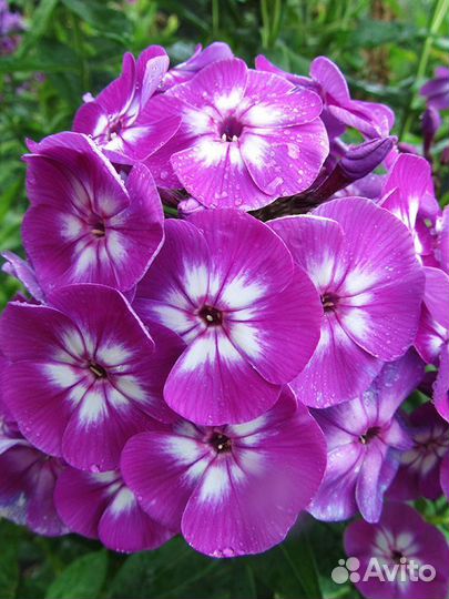 Флокс Успех