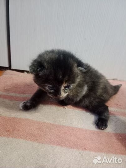 Котята в дар бесплатно