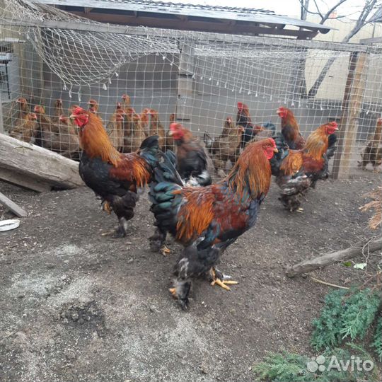 Петухи породы брама