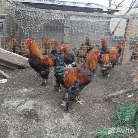 Петухи породы брама