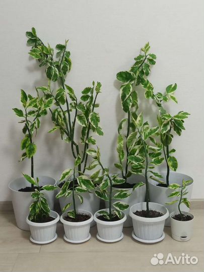 Цветок педилантуса