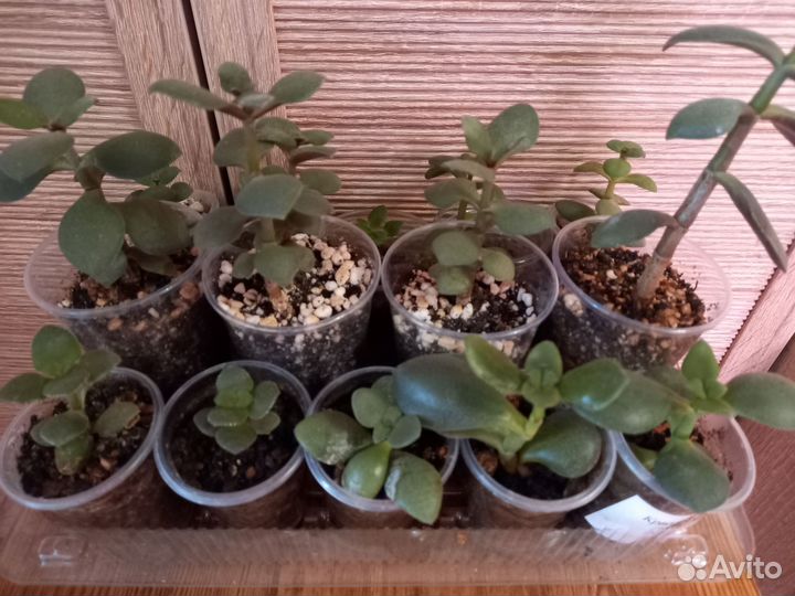 Денежное дерево, толстянка, крассула