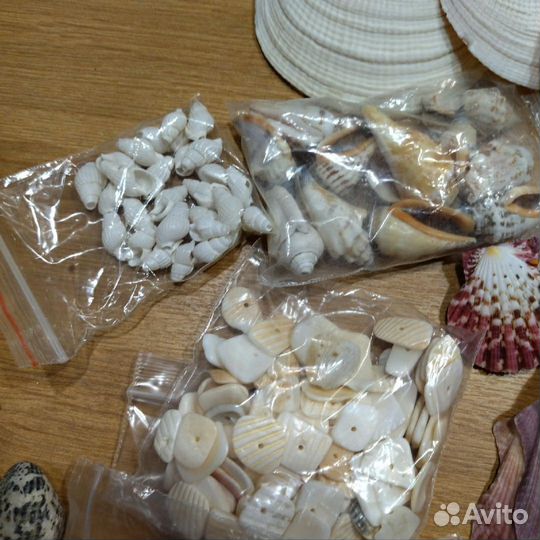 Набор разных ракушек