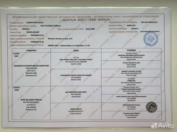 Сибирский хаски титулованный кобель для вязки