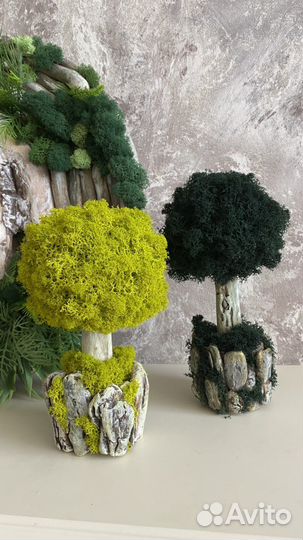 Деревце с мхом