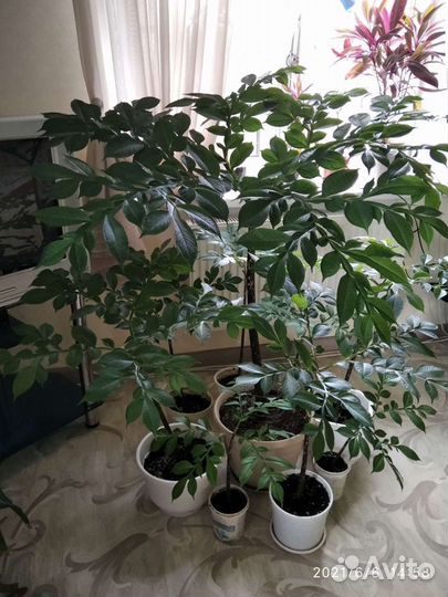 Комнатные растения