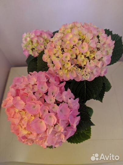 Гортензия крупнолистная Saxon Style Pink