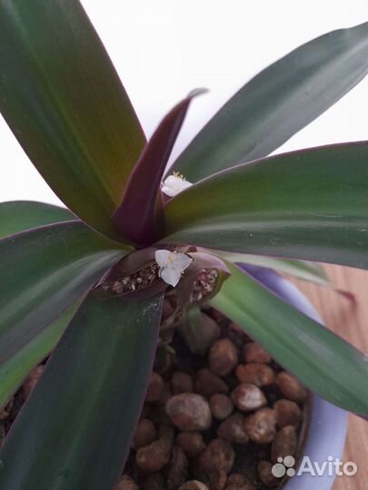 Рео. Комнатный цветок