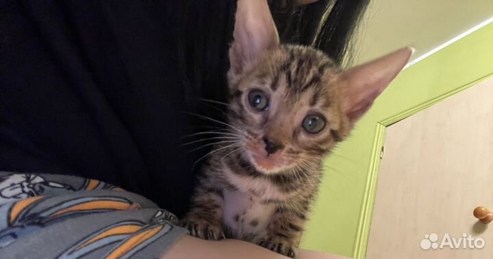 Бенгальские котята