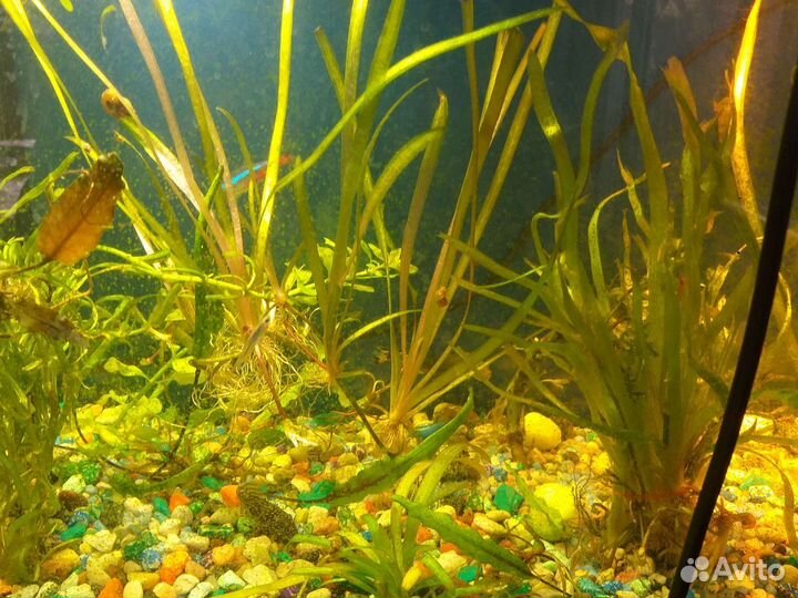 Аквариум угловой