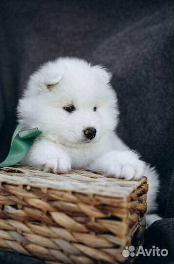 Щенки самоеда