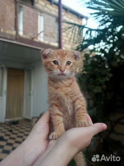 Кошки в добрые руки бесплатно