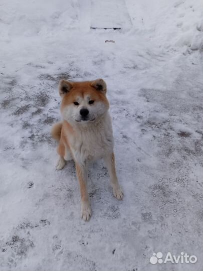 Мальчик Акита ину ищет подружку