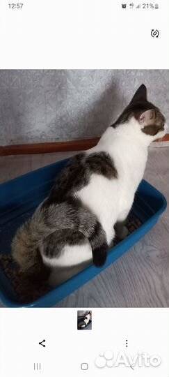 Кастрированный котик