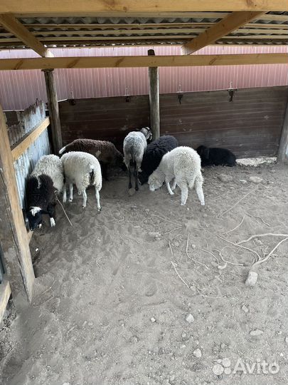 Овцы ягнята