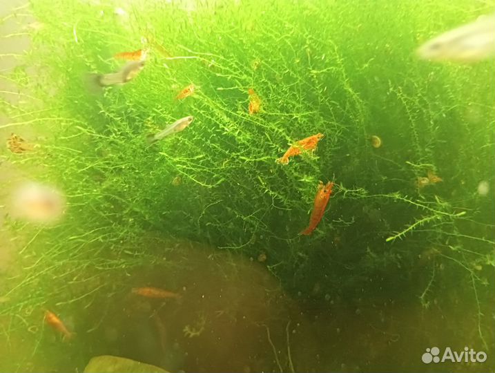 Аквариумные рыбки гуппи