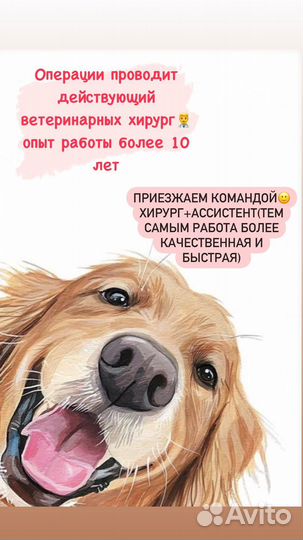 Стерилизация кошек, кастрация кобелей с выездом