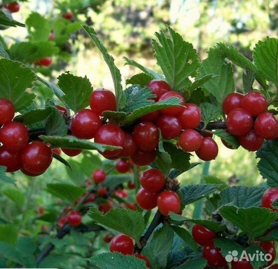 Жасмин,Ирга,Традесканция,Войлочная вишня