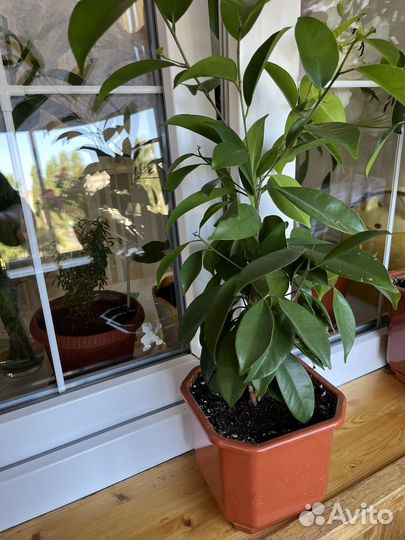 Фикус бенджамина