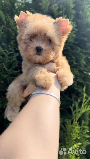 Йоркширский терьер, девочка Продана