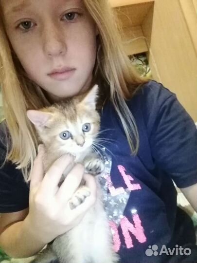 Котята в добрые руки бесплатно