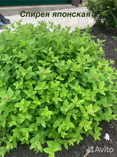 Многолетние цветы