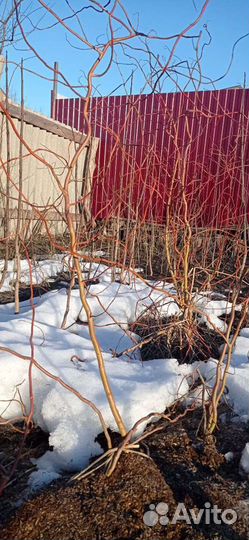 Ива извилистая