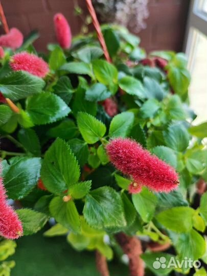 Акалифа лисий хвост