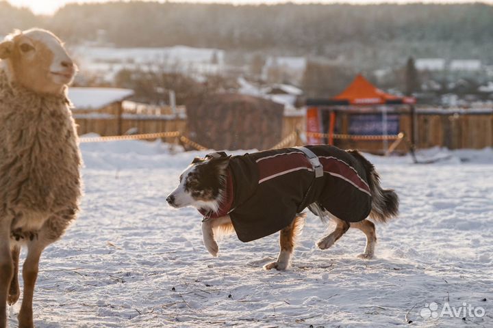 Пошив одежды для собак на заказ