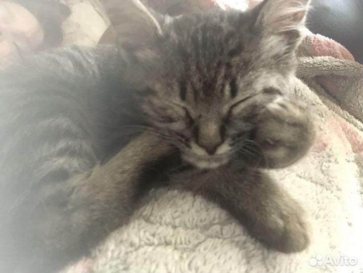 Котенок