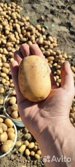 Продам картофель