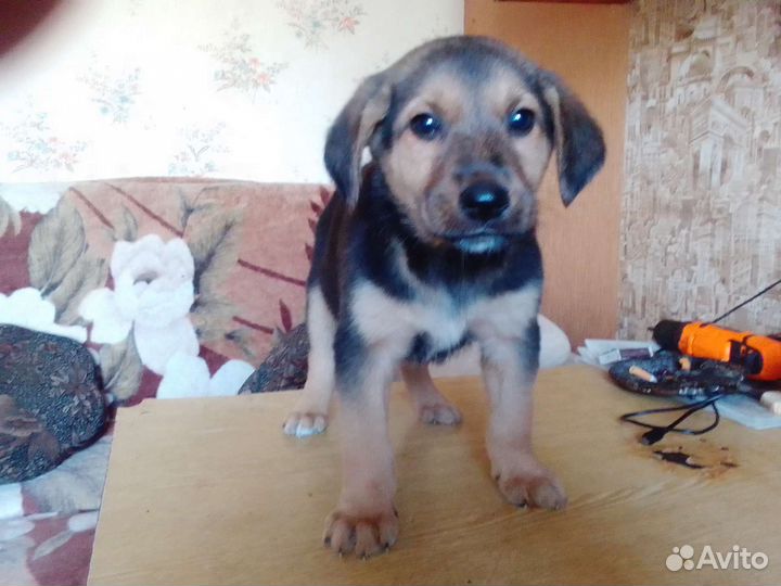 Собака в добрые руки отдам бесплатно