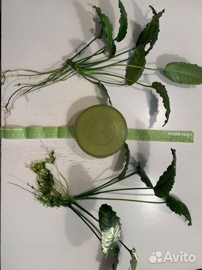 Анубиас аквариумное растение