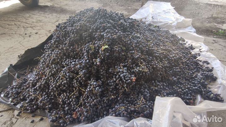 Виноград молдова