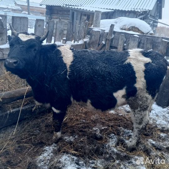 Телки стельные