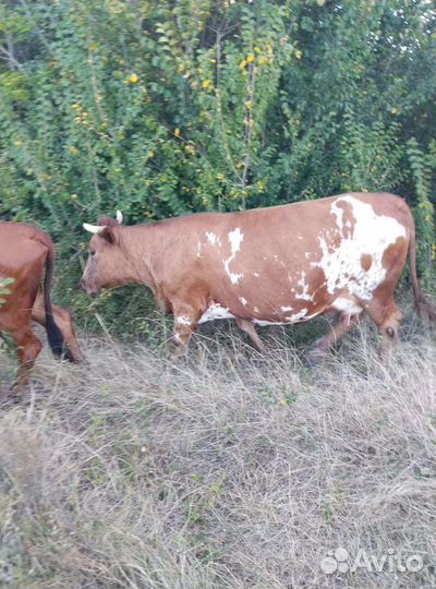 Корова дойная