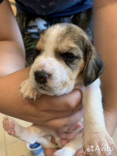 Щенки бигль