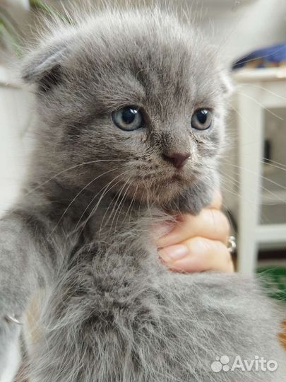 Британский голубой котенок без родословной