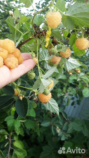 Ремонтантная малина