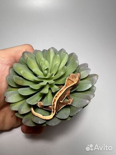 Малыши бананоедов Lilly White и другие