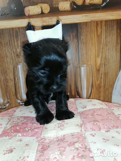 Черный жемчуг