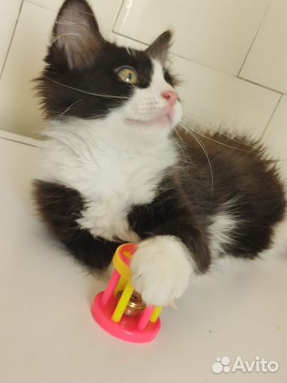 Котик Пушок