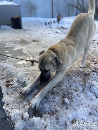 Собака в добрые руки мальчик