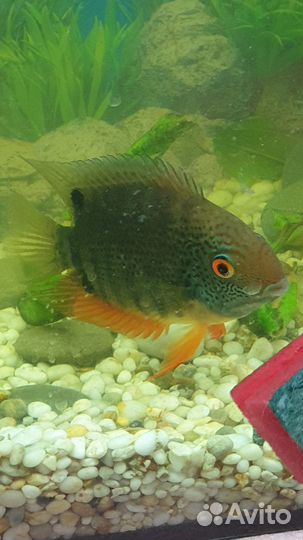 Северум гайанский notatus нотатус